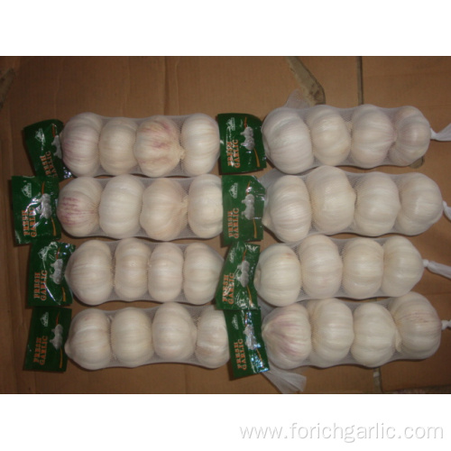 Normal White Garlic 4 pieces bag different sizes